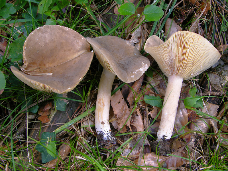 Ritrovamenti del 17 agosto.